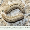 pseudochazara daghestana chonkatau final larval instar 2